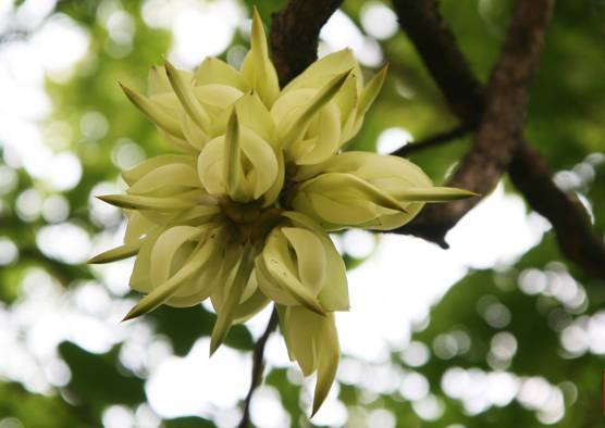 十八种藤本植物大集合~-018.jpg