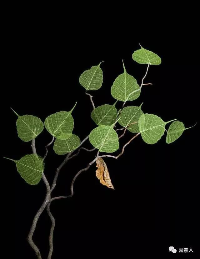 春节停工值班表资料下载-拯救春节之后那些“节”后余生的植物～