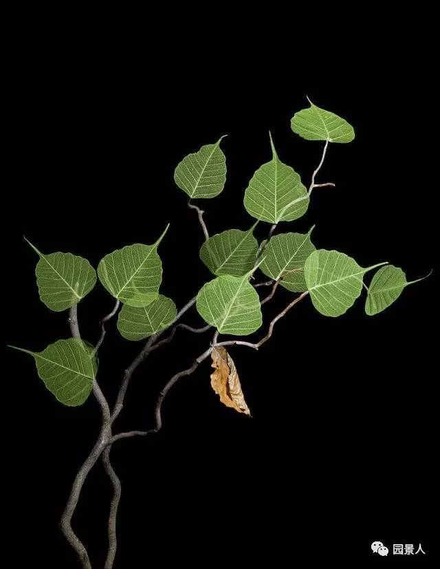 看又好养的植物资料下载-拯救春节之后那些“节”后余生的植物～