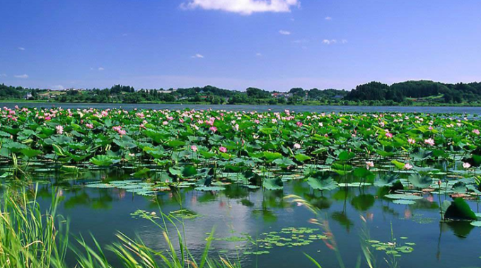 [四川]巴蜀原乡风情农业主题旅游度假村景观设计方案-生态湖岸景观效果图