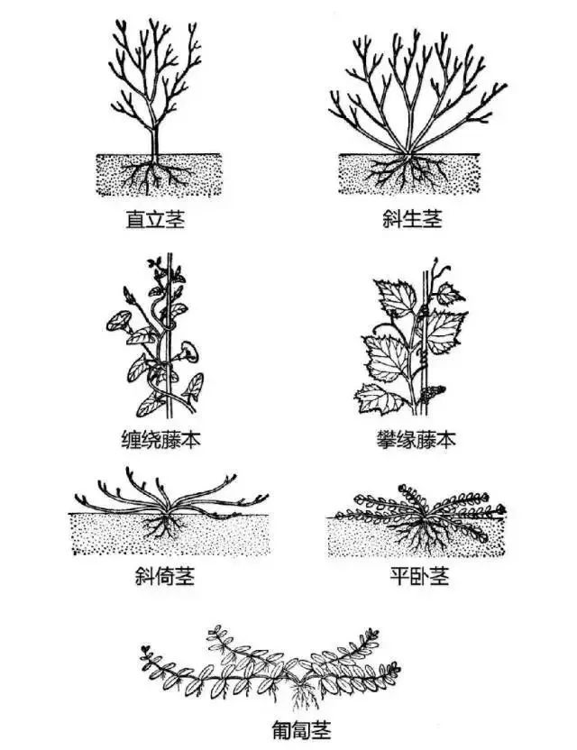 植物不认识？这里有最详细植物识别法_3