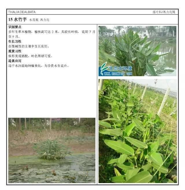 16种园林常用水生植物分类_17