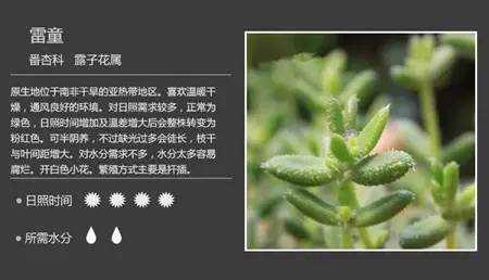 100种常见多肉植物图谱及养护方法，赶紧收藏！_76