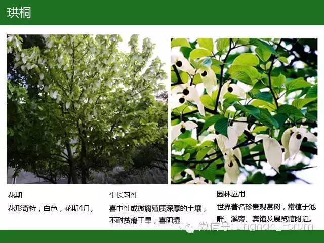 全国七大片区，常用开花植物集锦（上）_70