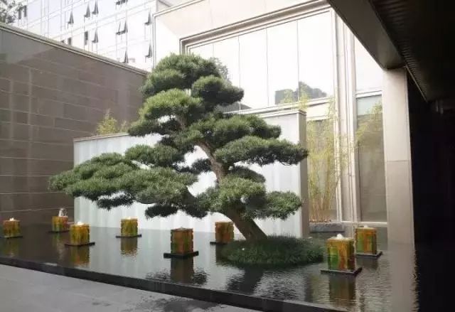 su中式植物资料下载-[景观植物]中式庭院常用主景树大全