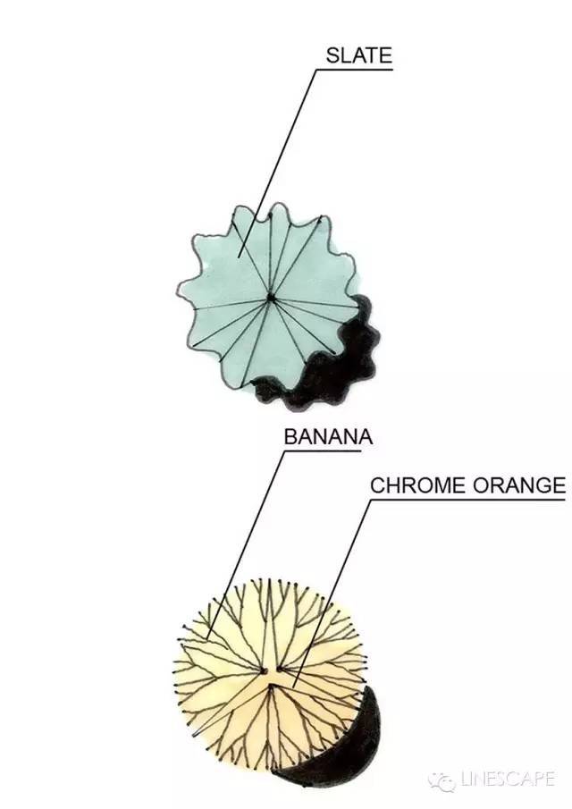 景观植物手绘是如何画出酷酷的效果？_19