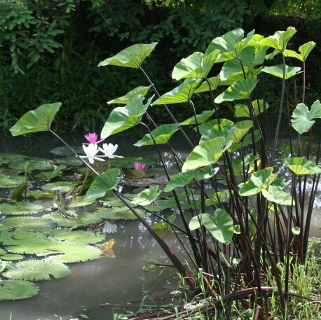 [水中最美是谁？]盘点园林景观常用水生植物-紫芋.jpg