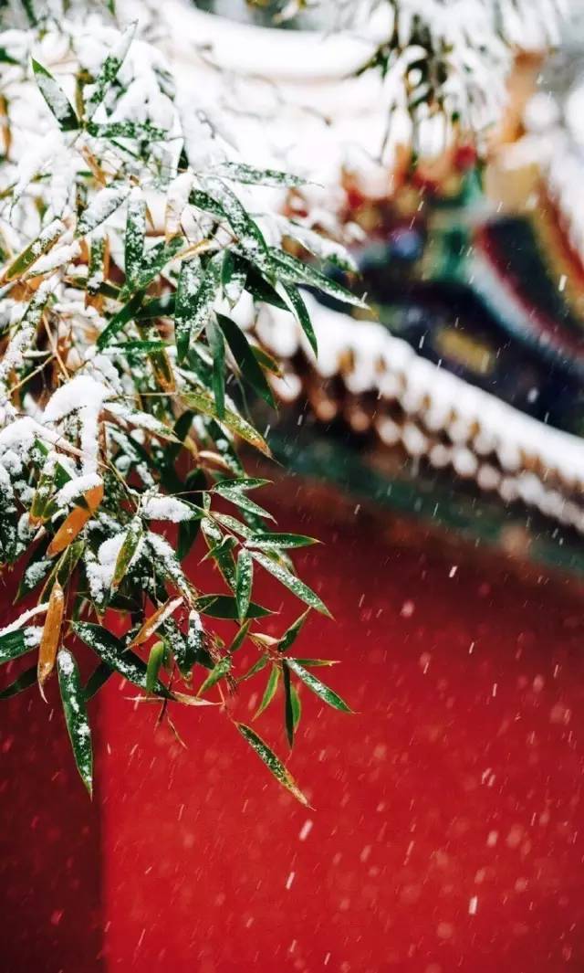 一场雪后的紫禁城美翻了整个北京_15