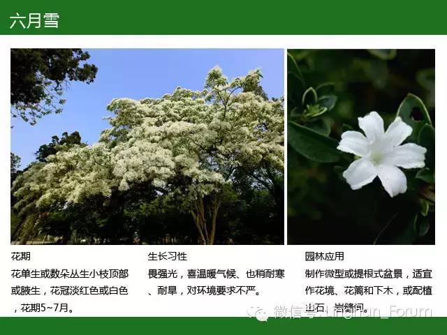 全国七大片区，常用开花植物集锦（上）_125