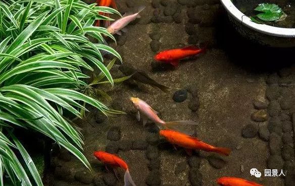 植物种植池资料下载-在庭院中，养一池锦鲤，让生活不再平淡！