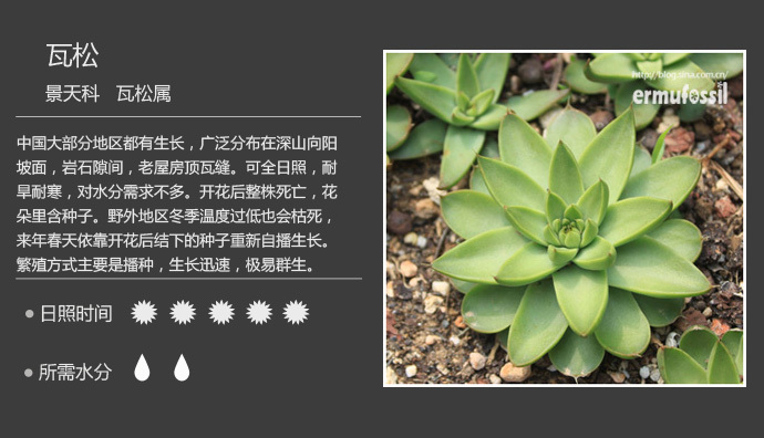 150款萌萌哒的多肉植物图鉴-【100种常见多肉植物图鉴】 <wbr>+ <wbr>多肉植物常见问题解答