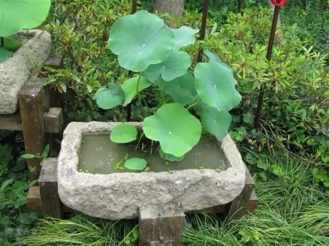 3D植物装饰盆栽资料下载-养好这些水生植物胜过花卉盆栽一百倍！