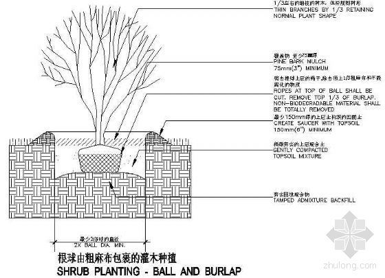 园林灌木种植资料下载-根球由粗麻布包裹的灌木种植