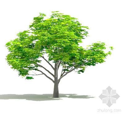 榕树3d模型资料下载-榕树