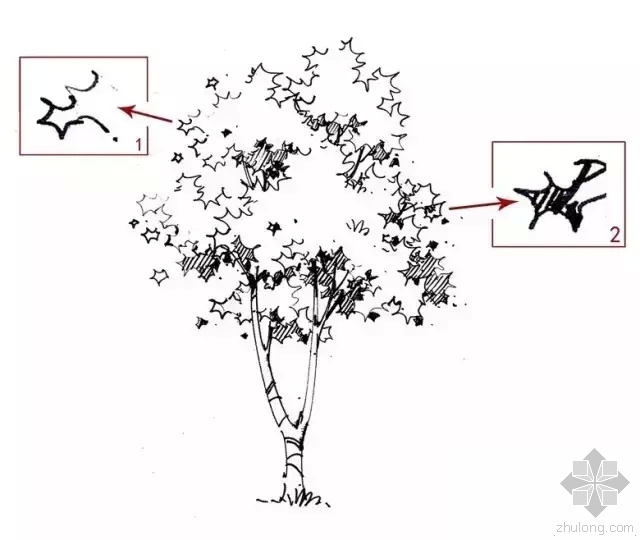 绝密干货｜手绘植物如何画-640.webp (11)