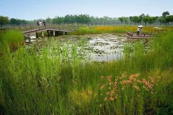 植物配置滨水资料下载-湿地景观|滨水景观与生态景观的共同设计