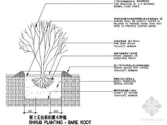 360度混凝土包裹资料下载-根上无包裹的灌木种植