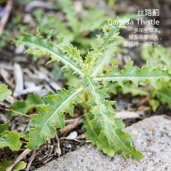 路边的野花不要采，路边的野草要认全！！_19