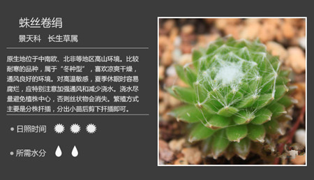 100种常见多肉植物图谱及养护方法，赶紧收藏！_59