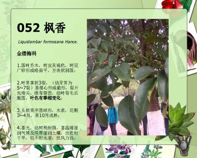 植物设计师必备：100种常见园林植物图鉴_92