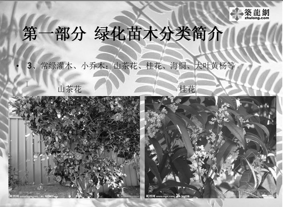 桥梁基础知识培训课件资料下载-[PPT]园林绿化基础知识培训课件(图文）