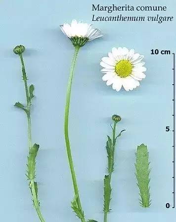 植物不认识？这里有最详细植物识别法_18