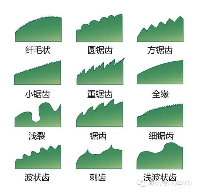 图解植物形态术语_5