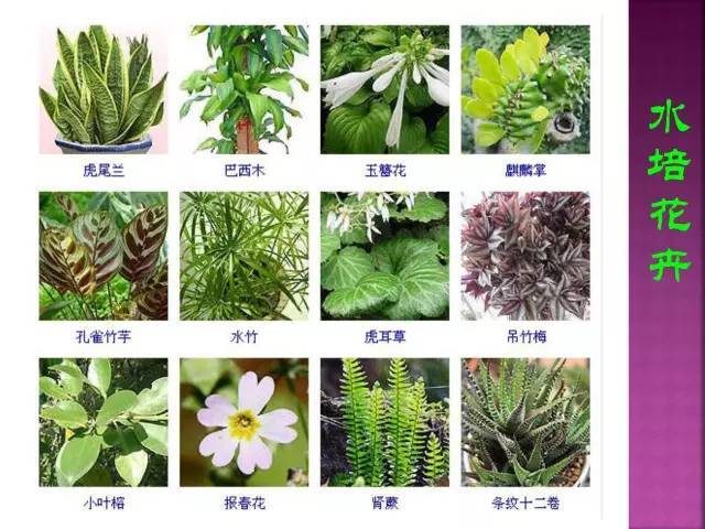 面试，对方问我植物认识几种？_128