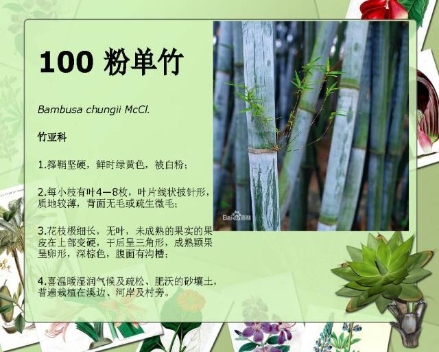 植物设计师必备：100种常见园林植物图鉴_186
