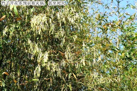 景观竹子su资料下载-陈益峰：宅旁竹子开花，预示家中易死人