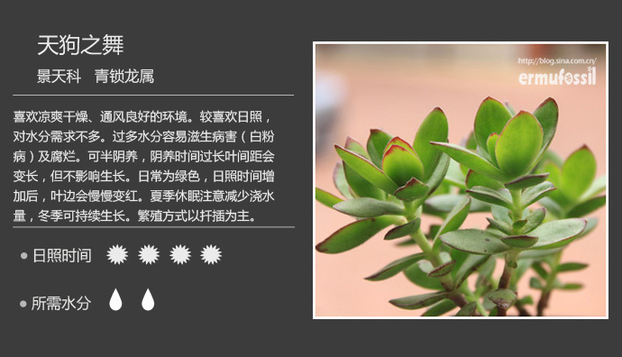 150款萌萌哒的多肉植物图鉴-【100种常见多肉植物图鉴】 <wbr>+ <wbr>多肉植物常见问题解答