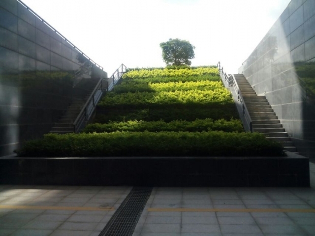 四川园林绿化植物汇总资料下载-深圳园林绿化设计公司彩叶植物原理