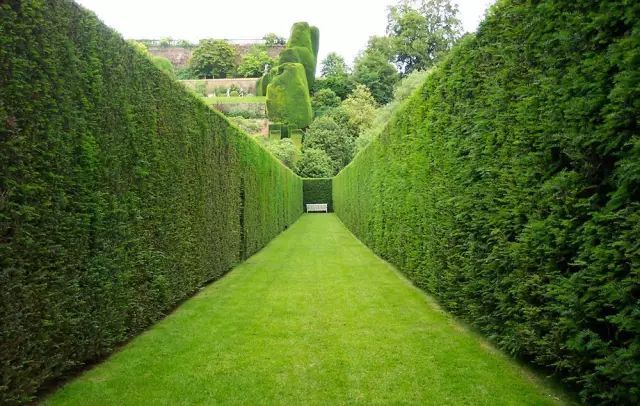 景观绿篱意向图，打造别样绿篱墙_6