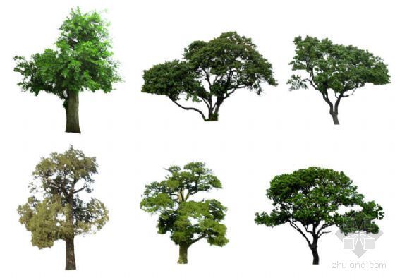 平面树彩平素材资料下载-PS树效果图素材