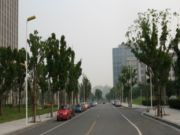 城市道路行道树选择与道路宽度资料下载-城市道路设计之横断面综合布置