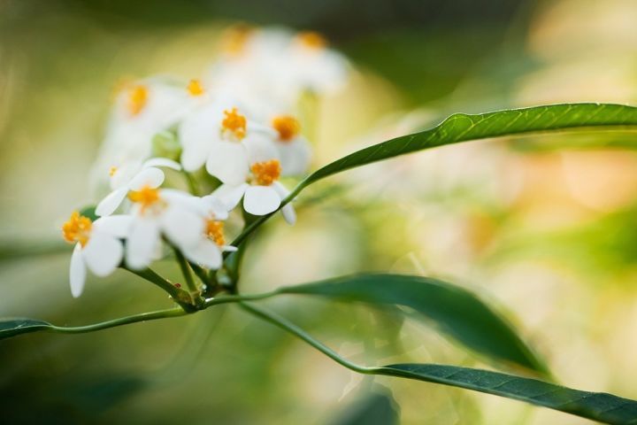 什么室内植物最好养资料下载-吃植物是杀生吗？一份被隐瞒多年的科学实验报告大揭秘！