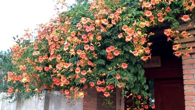 花开一面墙，花落一路香，一棵爬藤植物的花海_14