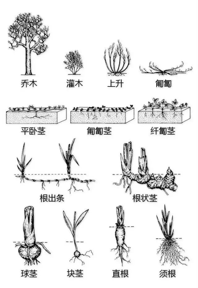 植物不认识？这里有最详细植物识别法_6