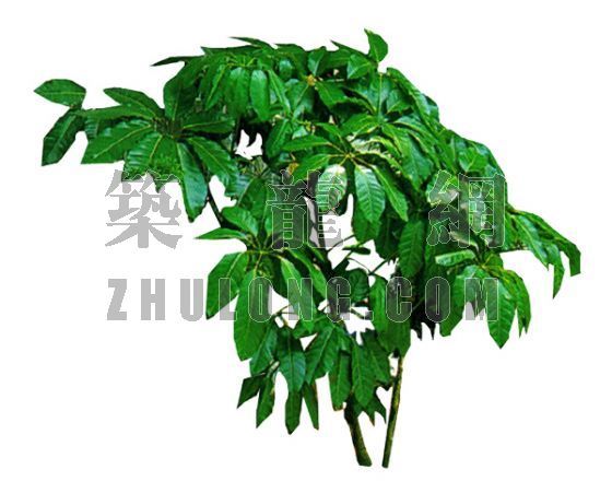 澳洲鸭脚木资料下载-澳洲鸭脚木2