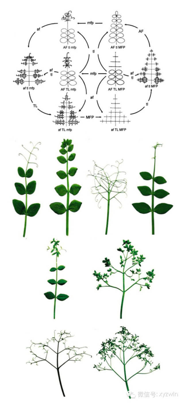 图解植物形态术语_21