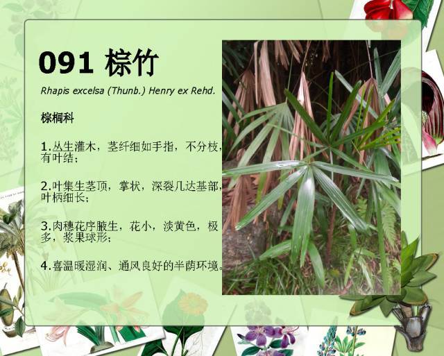 植物设计师必备：100种常见园林植物图鉴_168