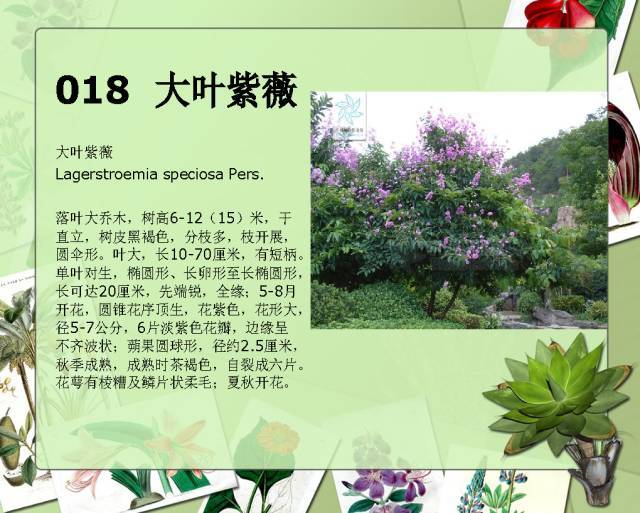 植物设计师必备：100种常见园林植物图鉴_34