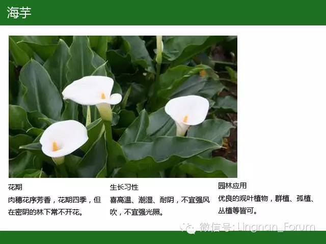 全国七大片区，常用开花植物集锦（上）_159