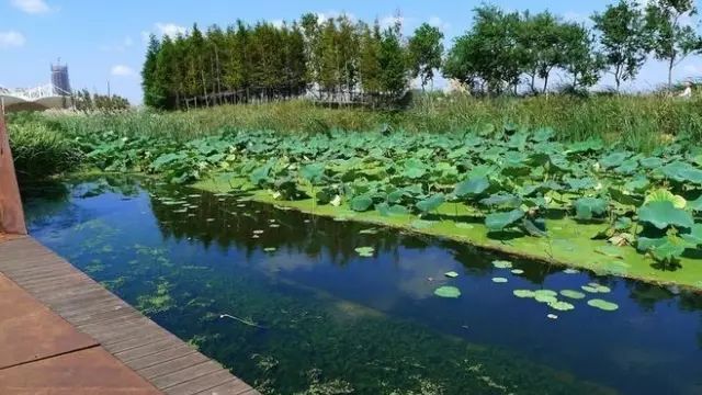 湿地景观设计要点，大量理论大量案例不容错过！_13