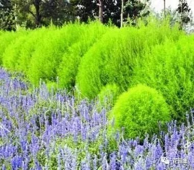 内外兼修！那些适合在北方庭院里栽种的植物_22