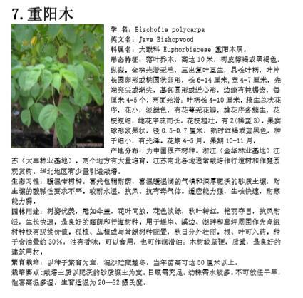 [植物讲义]南方常见植物-落叶乔木-南方常见植物-落叶乔木 重阳木