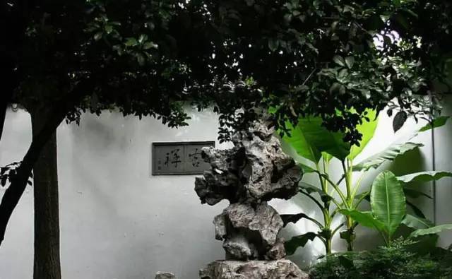 中式园林庭院造景之必备植物_7