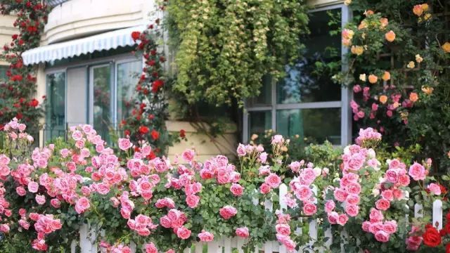 上海绿地长岛花园洋房资料下载-她用了8年，打造了一个开满鲜花的小院。