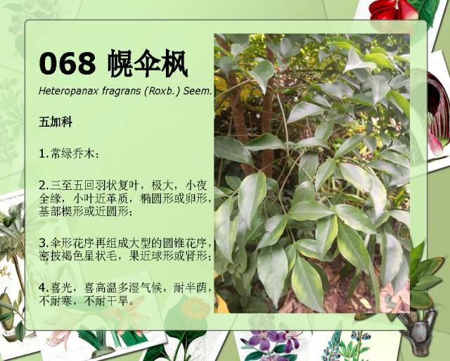 植物设计师必备：100种常见园林植物图鉴_122