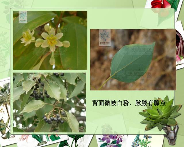 植物设计师必备：100种常见园林植物图鉴_31